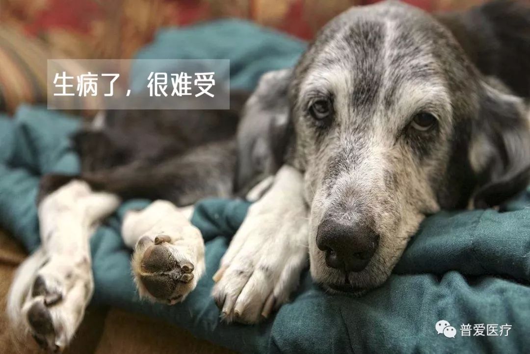 以仁醫之心關愛寵物健康 以仁醫之心關愛寵物健康